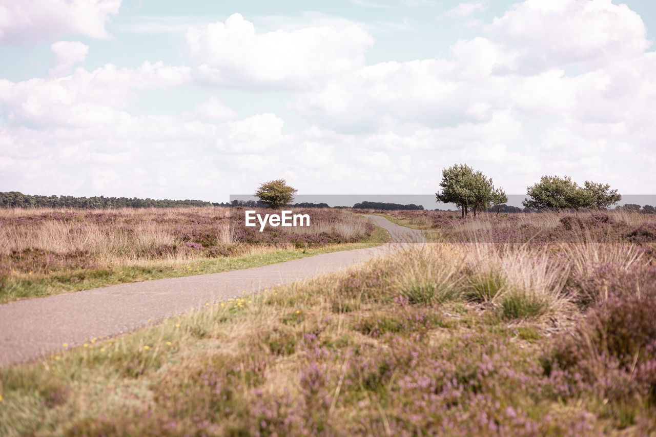 landscape, plant, sky, environment, prairie, cloud, grass, nature, natural environment, grassland, rural area, field, land, steppe, scenics - nature, plain, beauty in nature, no people, soil, tranquility, non-urban scene, tranquil scene, wetland, road, tree, rural scene, hill, marsh, day, outdoors, meadow, horizon, savanna, growth, flower, travel, horizon over land, transportation, travel destinations, semi-arid, remote, footpath