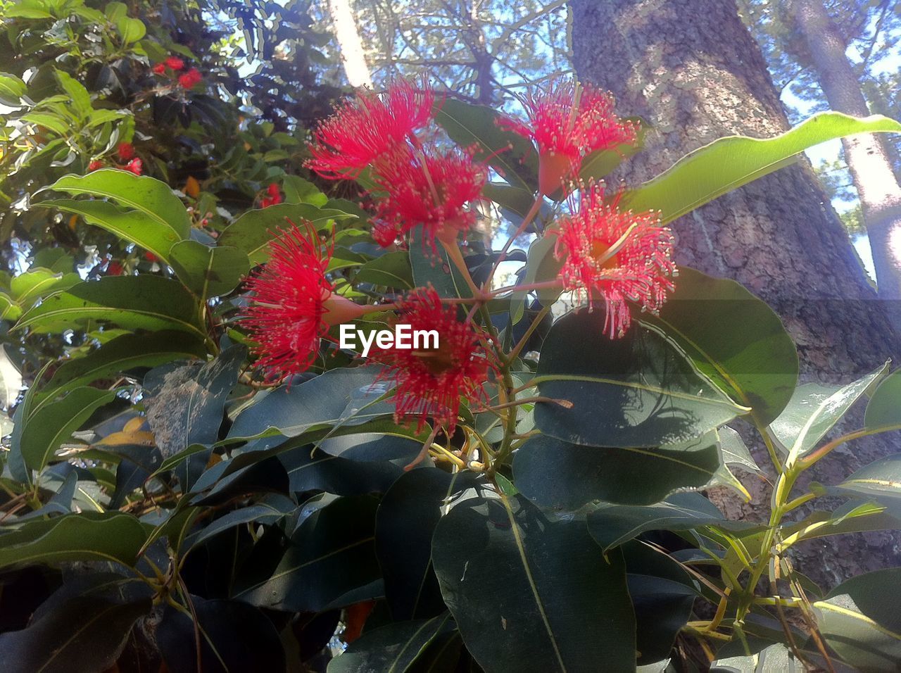 Close-up of flowers and leaves