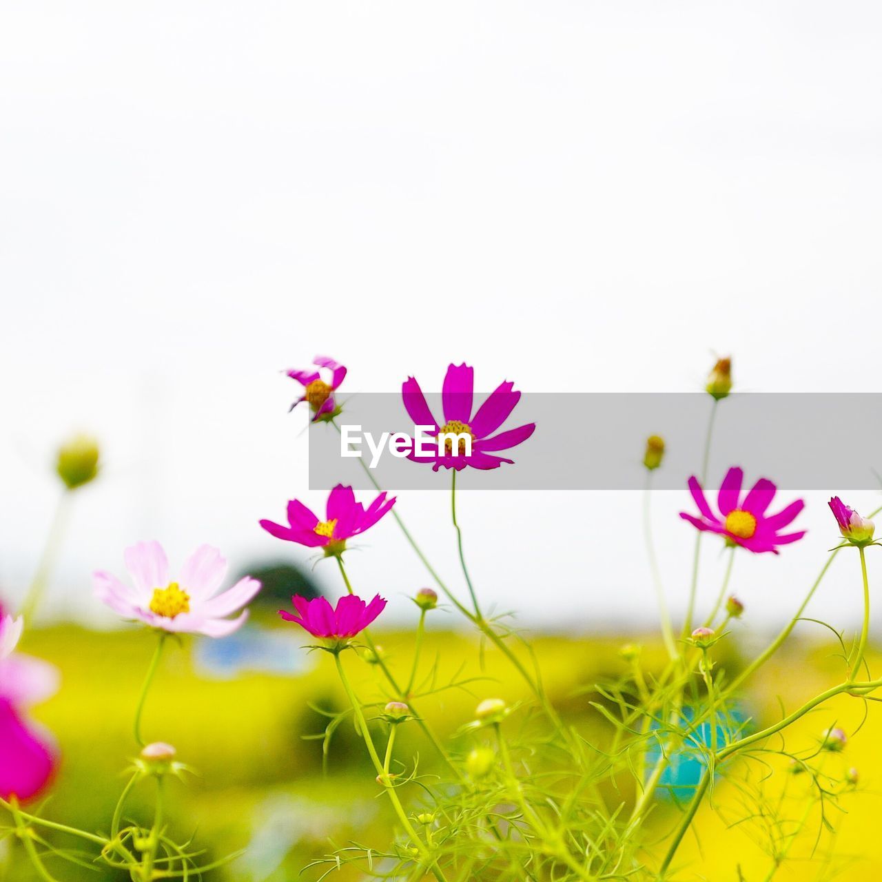 Close-up of pink flowers growing on plant