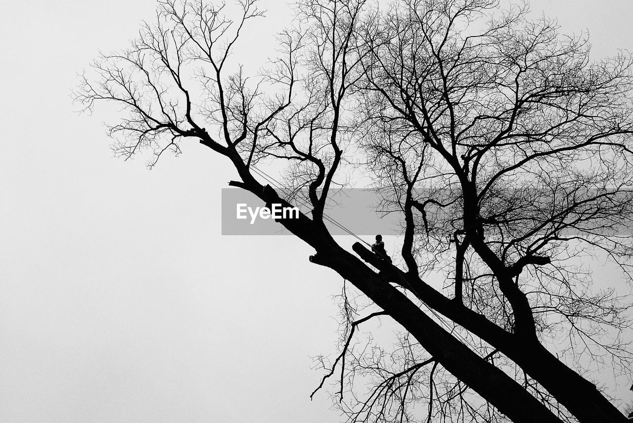 Low angle view of silhouette bare trees against clear sky