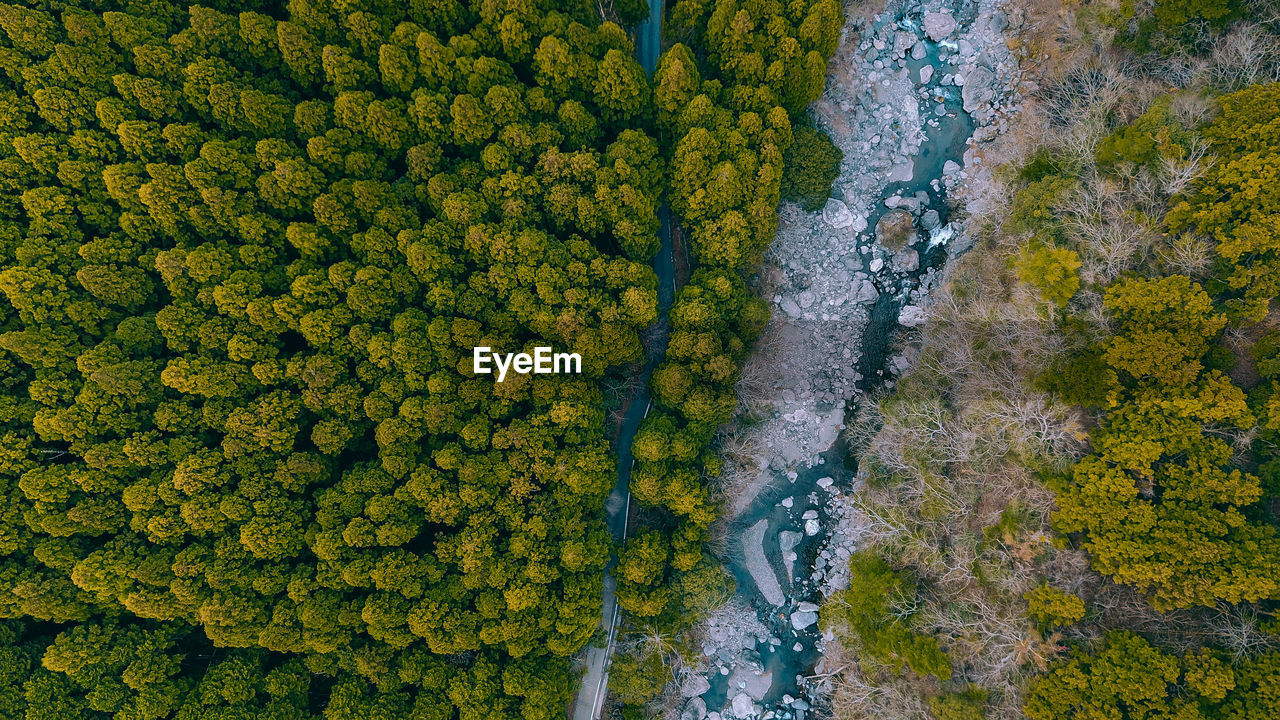 High angle view of river amidst trees in forest