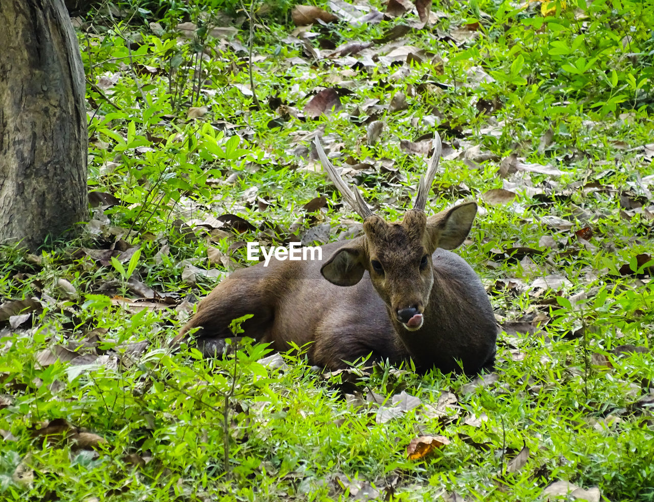 An indian hog deer in its natural habitat