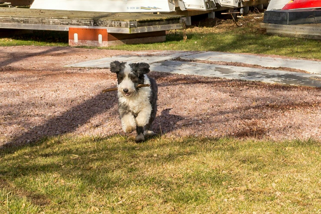 DOG STANDING ON GRASS