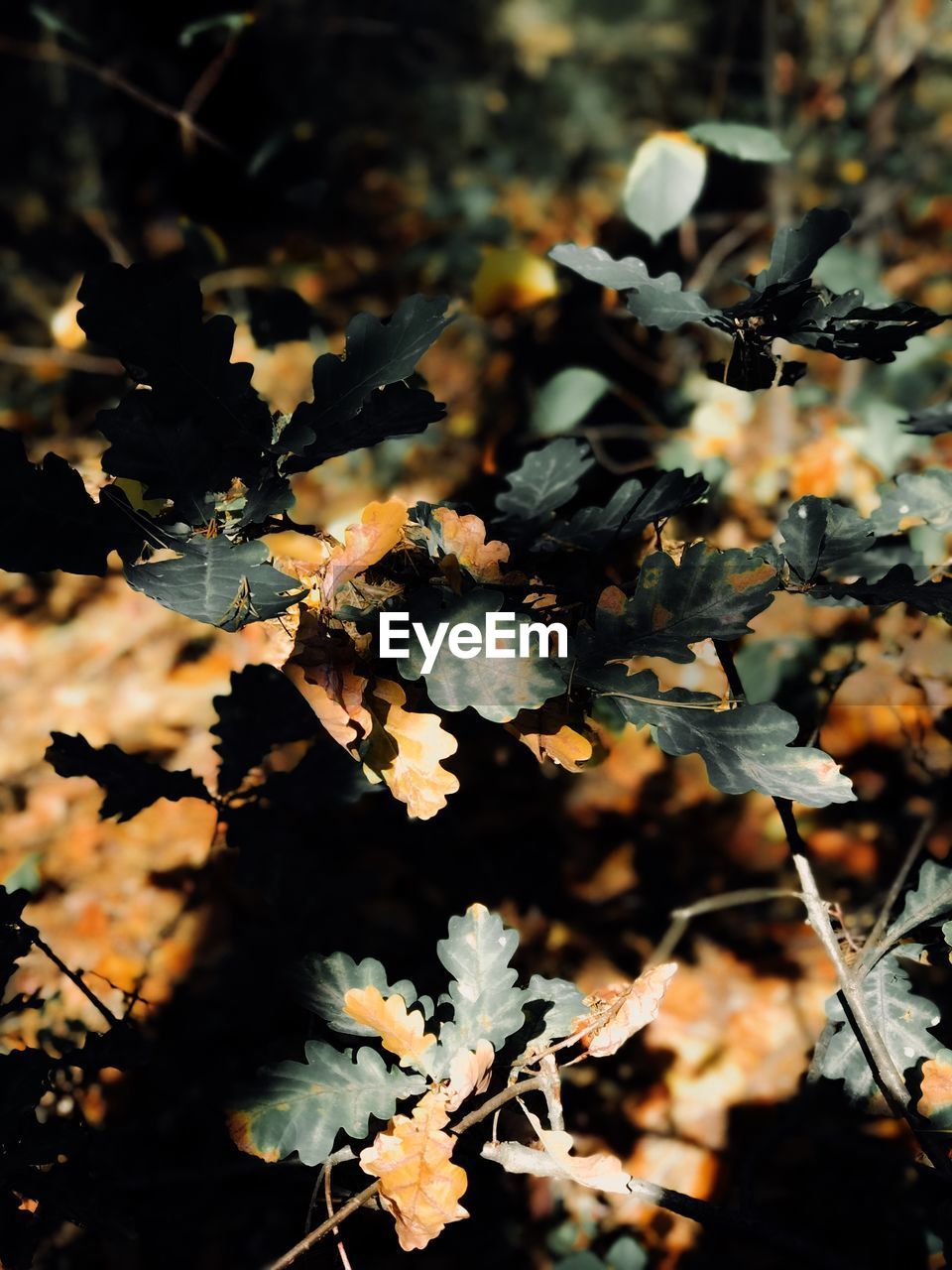 Close-up of autumn leaves on plant