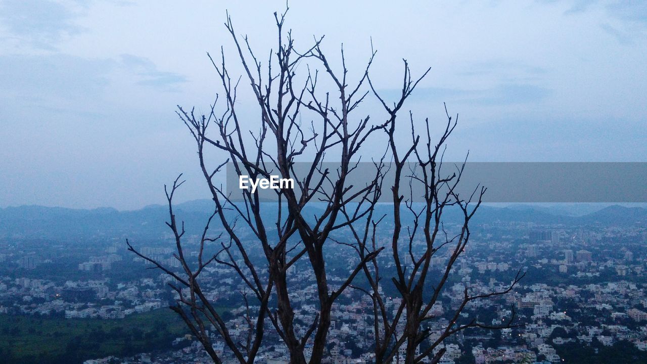 BARE TREE AGAINST MOUNTAIN