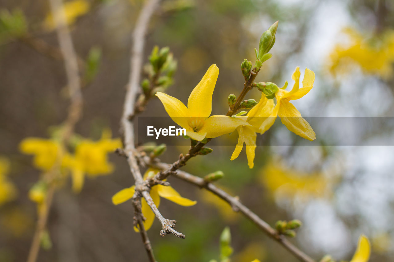 CLOSE-UP OF YELLOW FLOWERING PLANT DURING AUTUMN