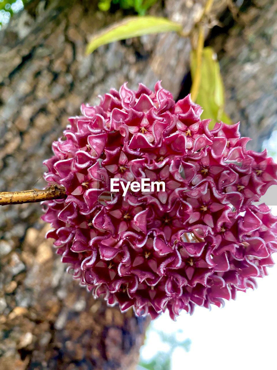 CLOSE-UP OF PINK FLOWER