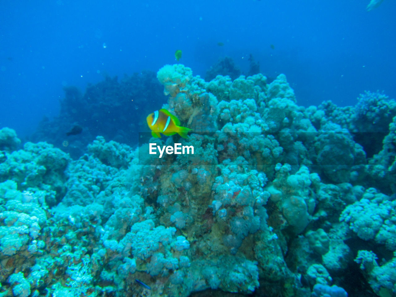 VIEW OF FISH UNDERWATER