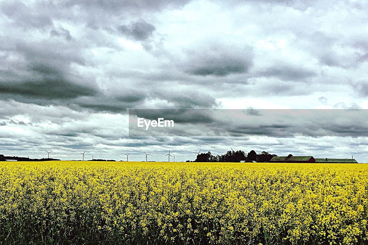 SCENIC VIEW OF OILSEED RAPE FIELD