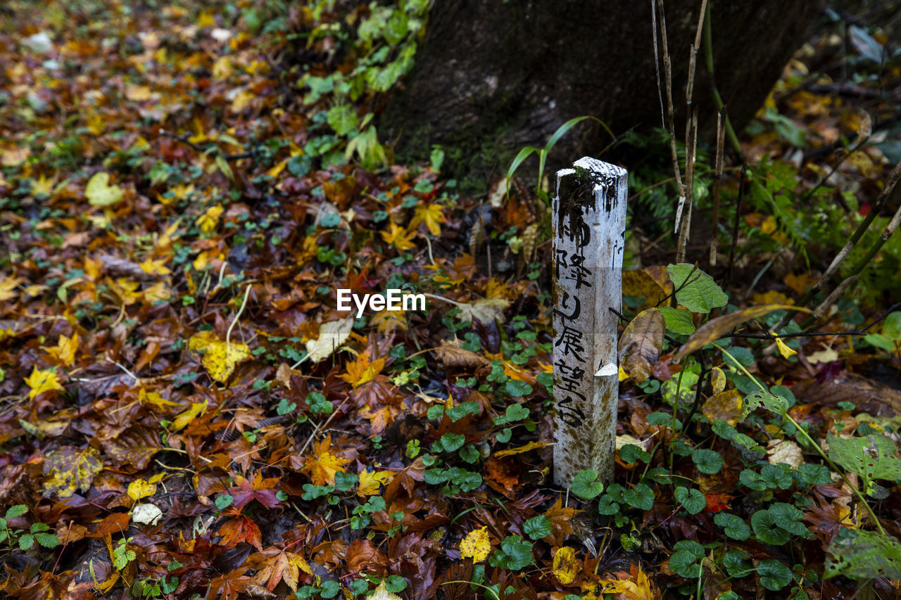 Close-up of leaves falling on plant in forest