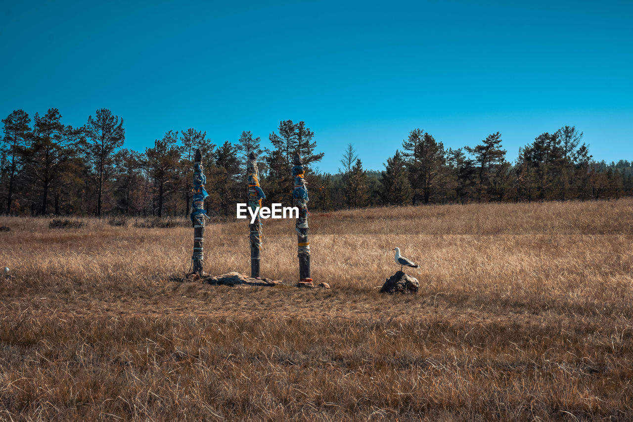 VIEW OF SHEEP ON FIELD