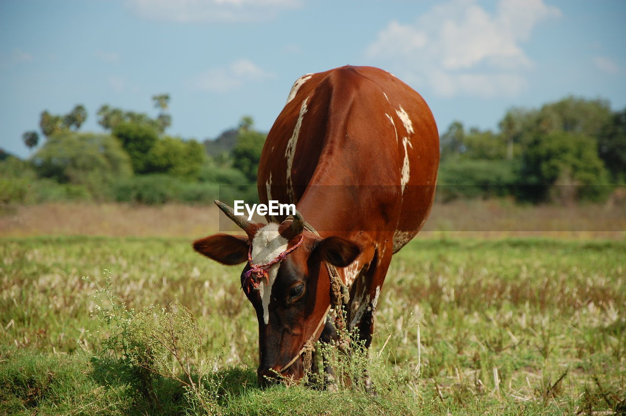 Cow grazing on field