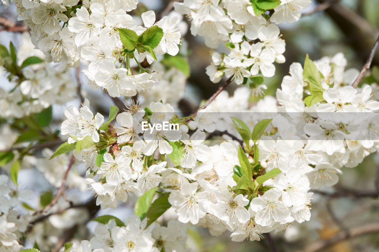 WHITE CHERRY BLOSSOMS IN SPRING