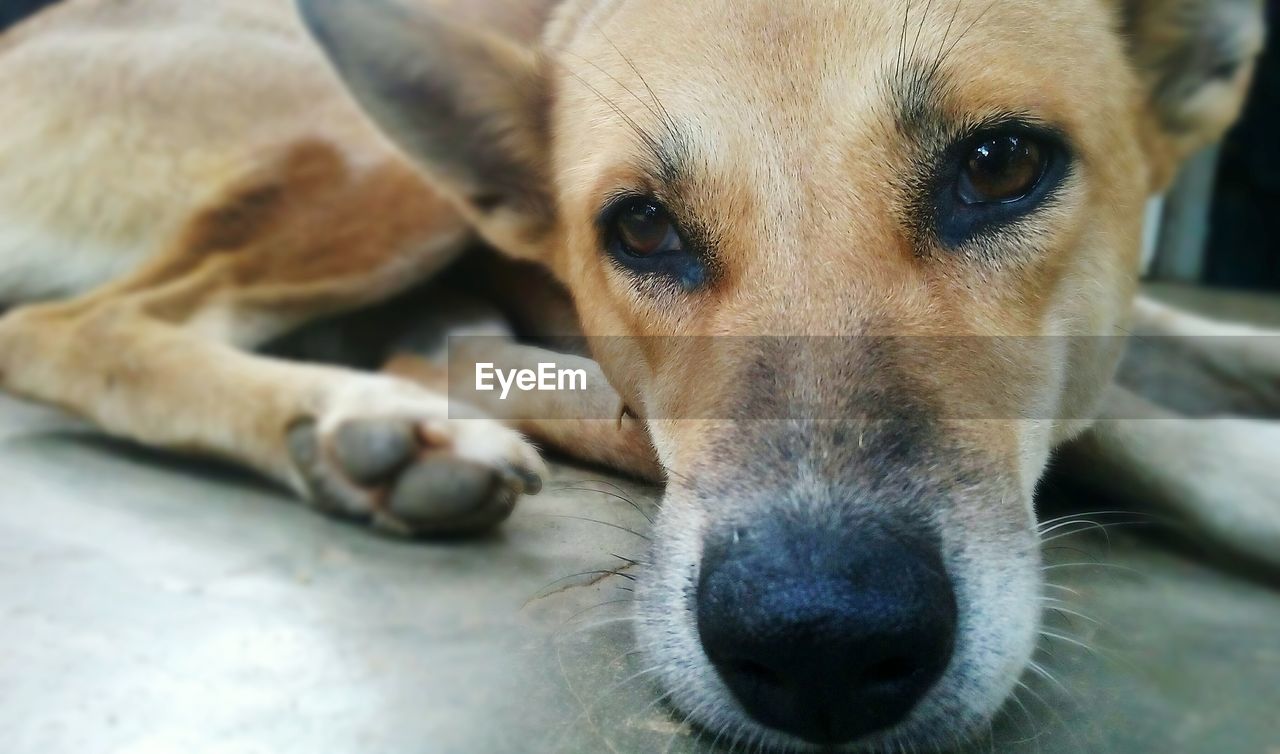 Close-up portrait of dog lying down