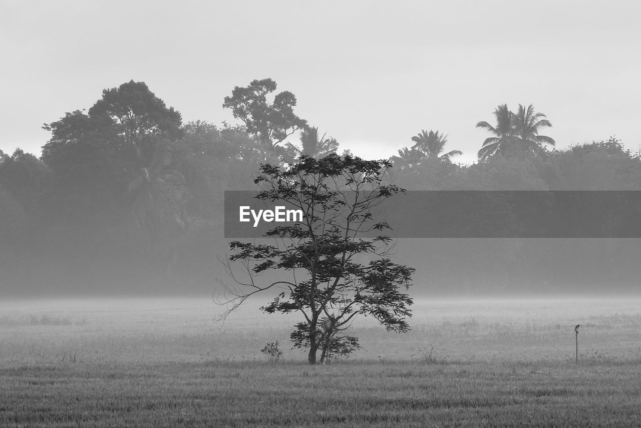 TREE IN FIELD AGAINST SKY