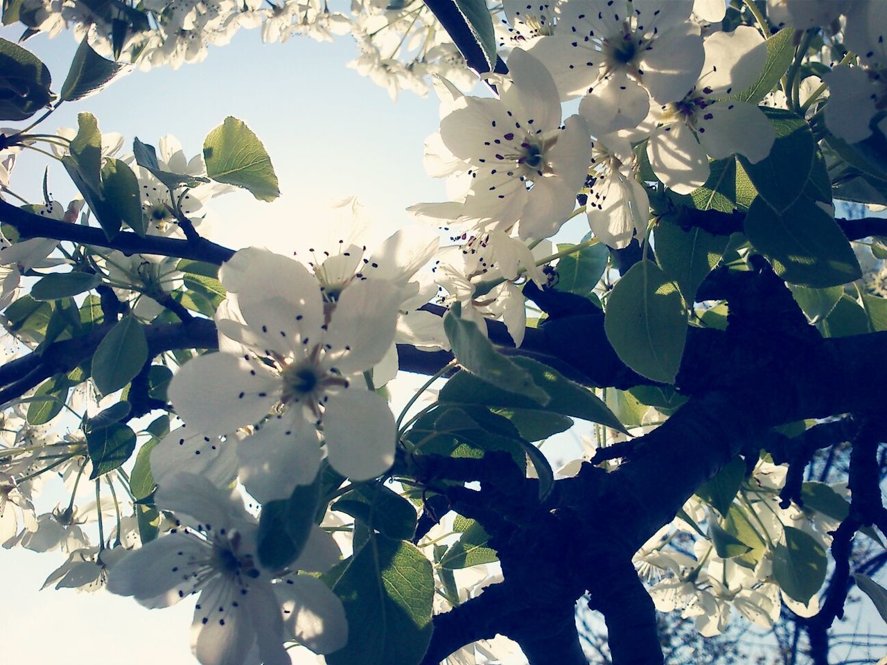 Close-up view of cherry blossoms