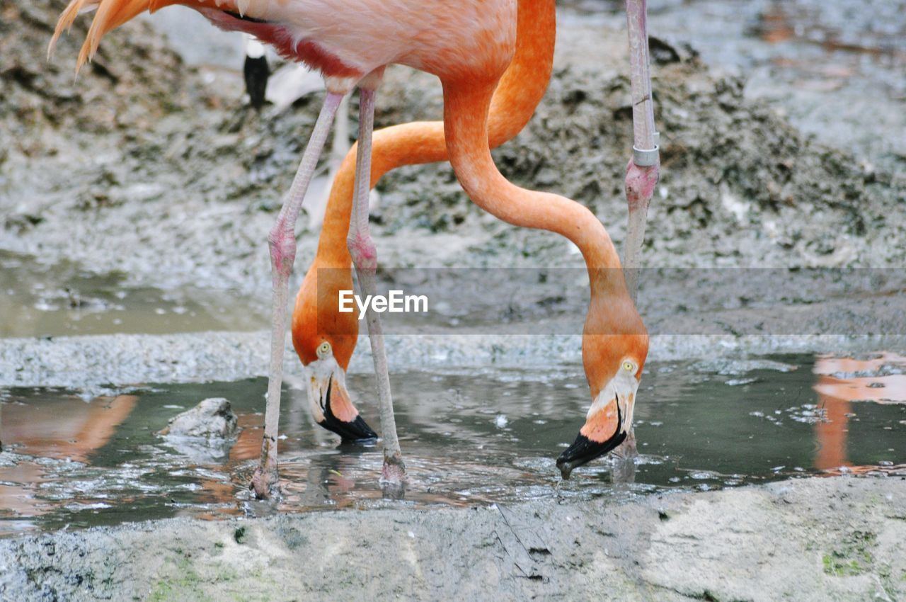 Flamingos drinking water in pond