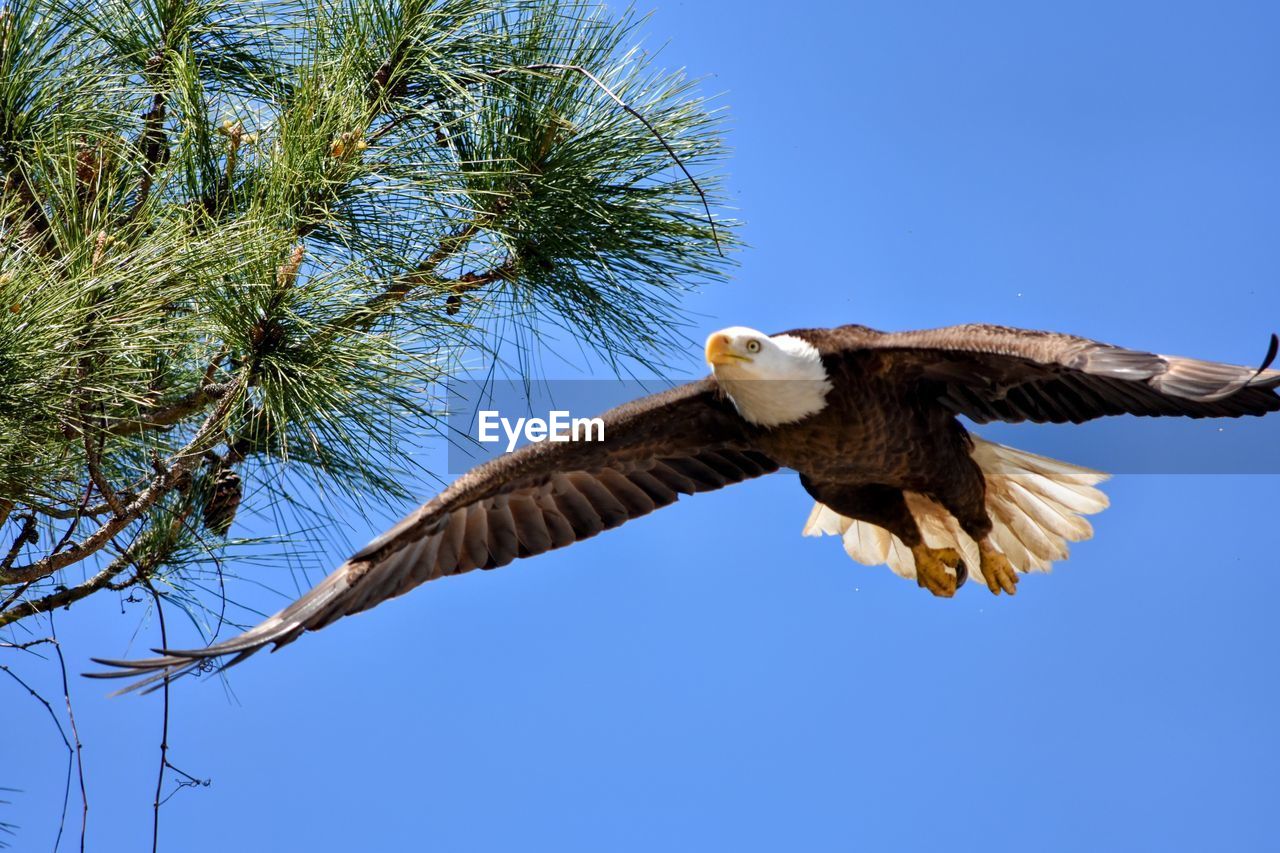 bird, animal themes, animal, wildlife, animal wildlife, flying, bird of prey, bald eagle, sky, blue, eagle, tree, clear sky, one animal, nature, spread wings, animal body part, beak, low angle view, no people, plant, sunny, outdoors, wing, day, beauty in nature, mid-air, animal wing, branch