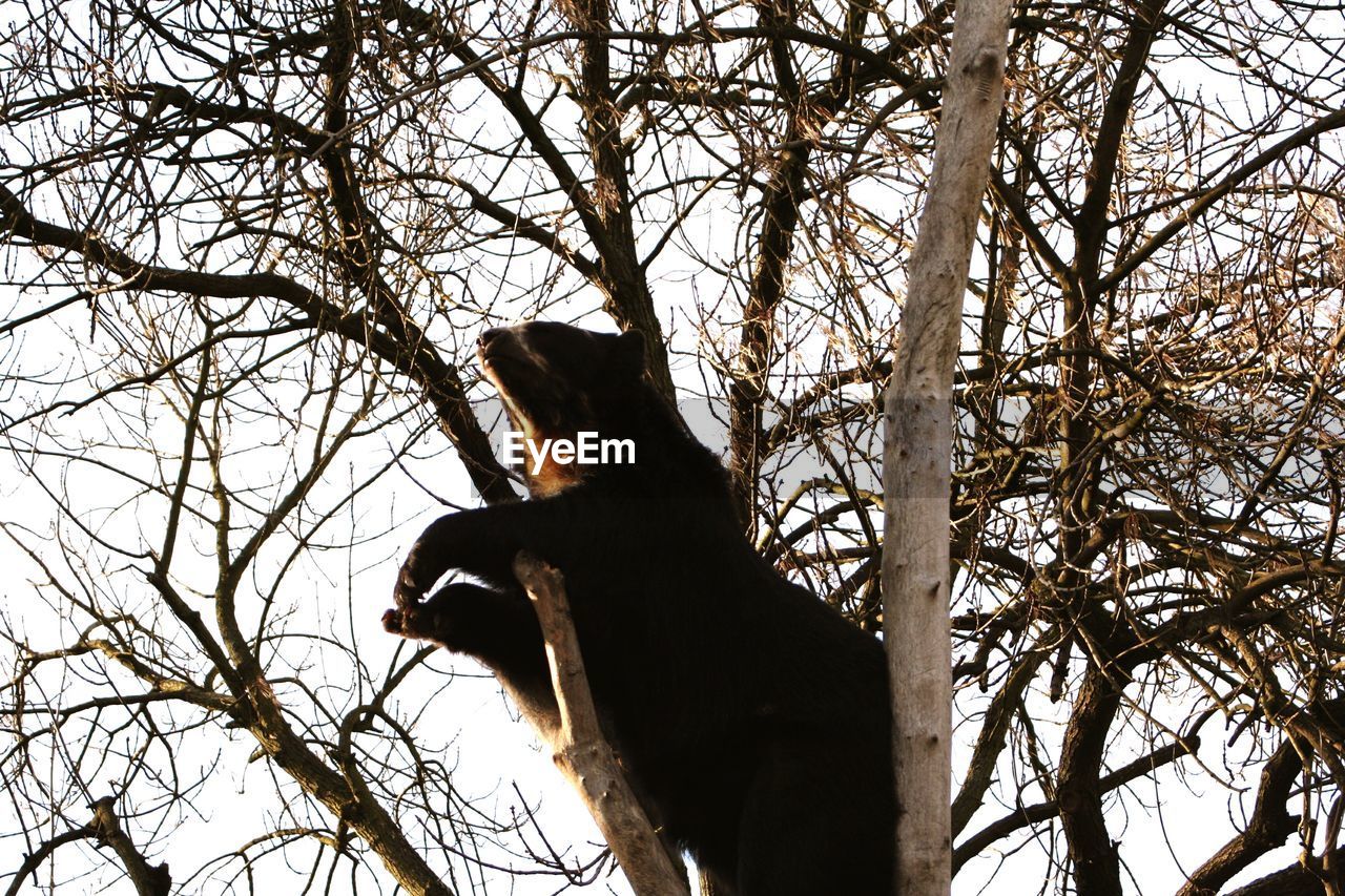 LOW ANGLE VIEW OF CAT ON BRANCH AGAINST SKY