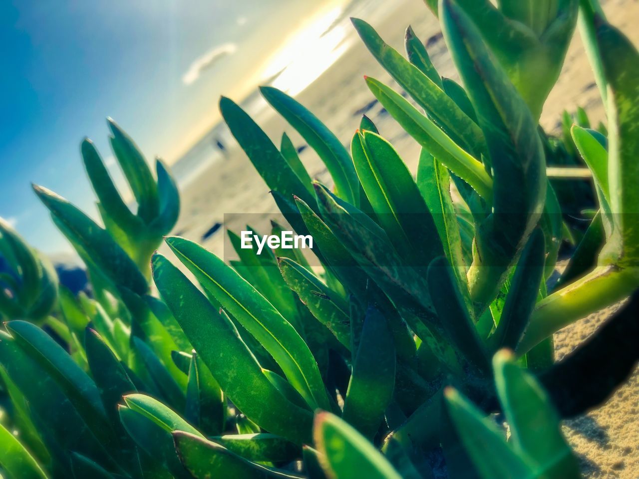 CLOSE-UP OF GREEN LEAVES ON PLANT