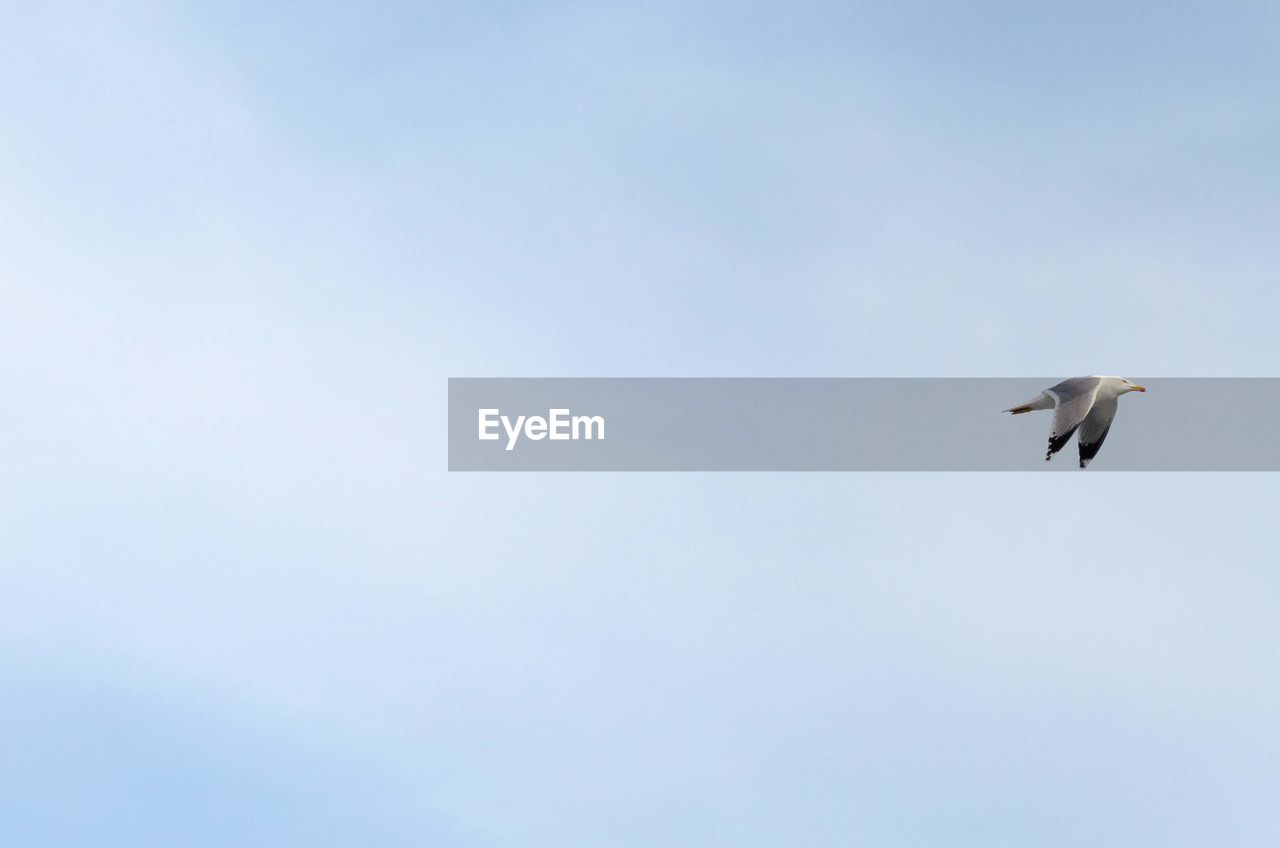 LOW ANGLE VIEW OF SEAGULLS FLYING