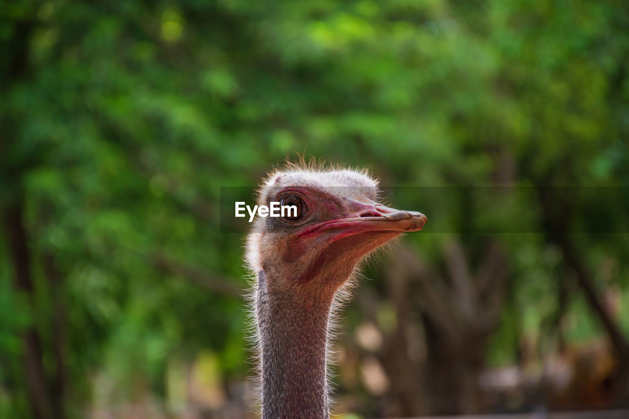 Close-up of a bird looking away