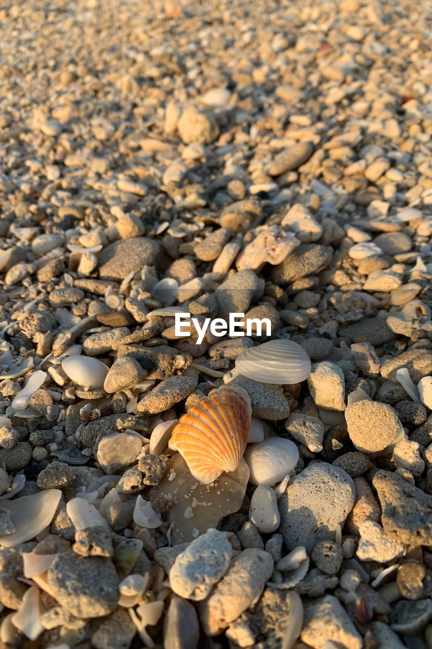 CLOSE-UP OF SHELLS ON BEACH