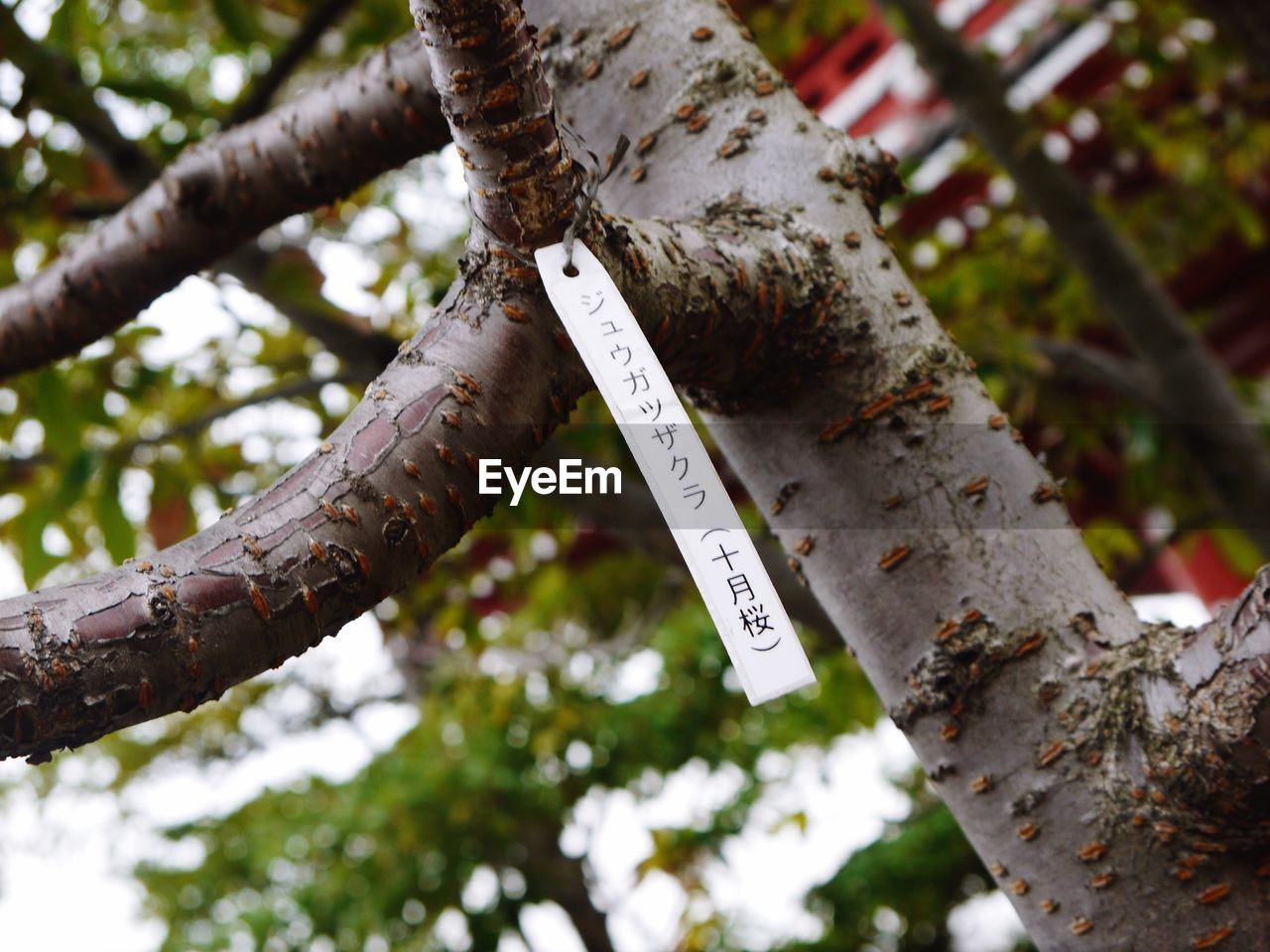 LOW ANGLE VIEW OF TEXT HANGING ON TREE