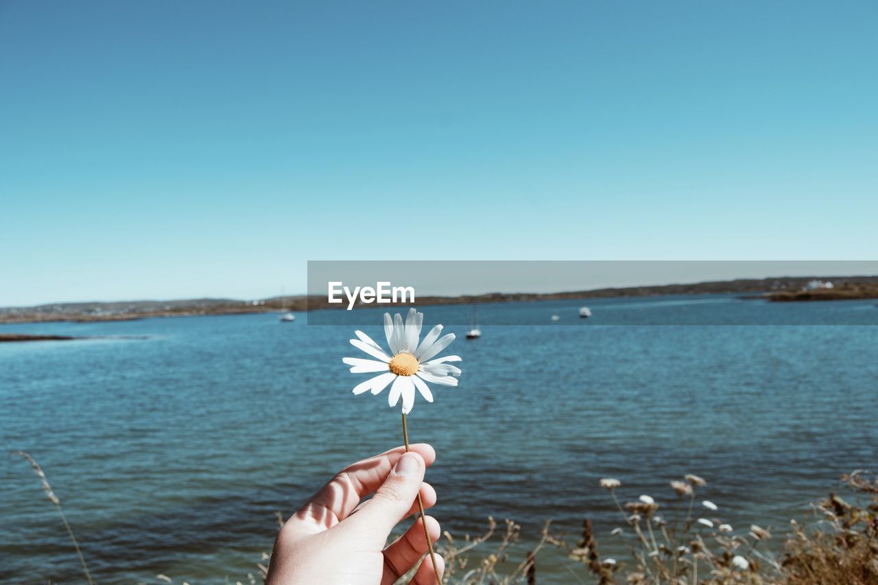 Cropped hand holding flower at beach against clear blue sky