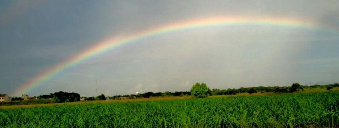 SCENIC VIEW OF RAINBOW OVER FIELD