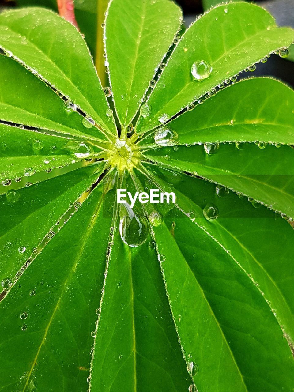 CLOSE-UP OF GREEN PLANT WITH WATER