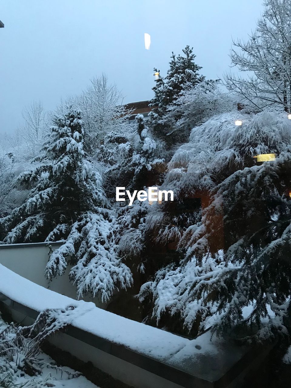 SNOW COVERED PLANTS AGAINST SKY