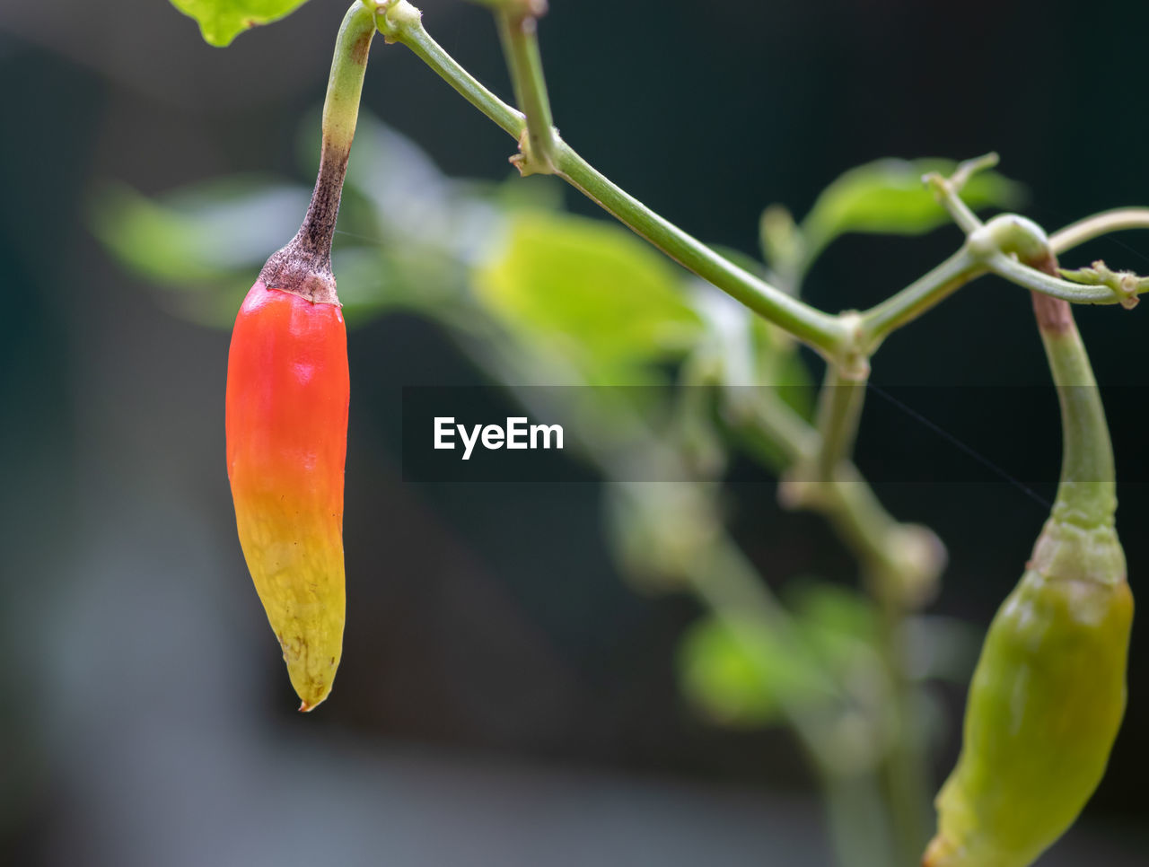 CLOSE-UP OF RED CHILI PEPPER PLANT