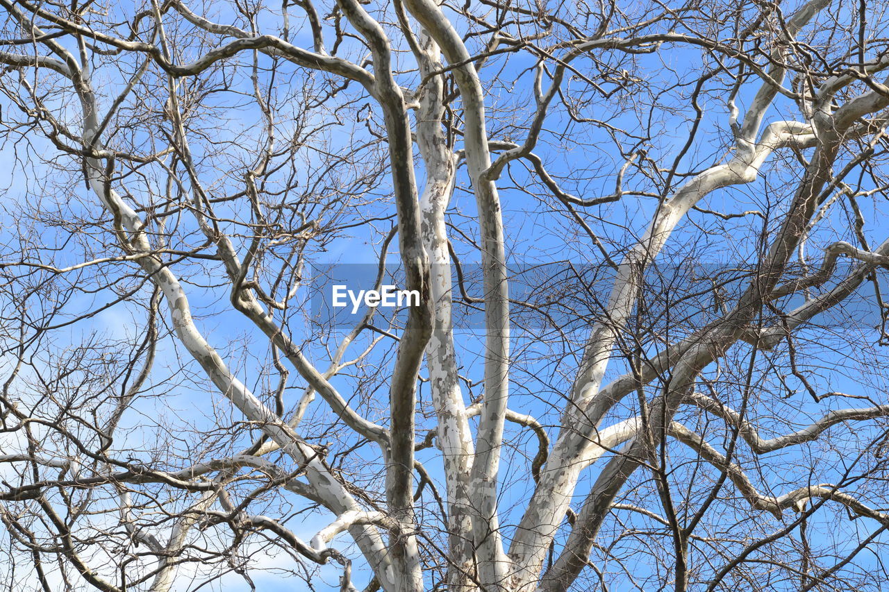 Low angle view of bare trees against blue sky
