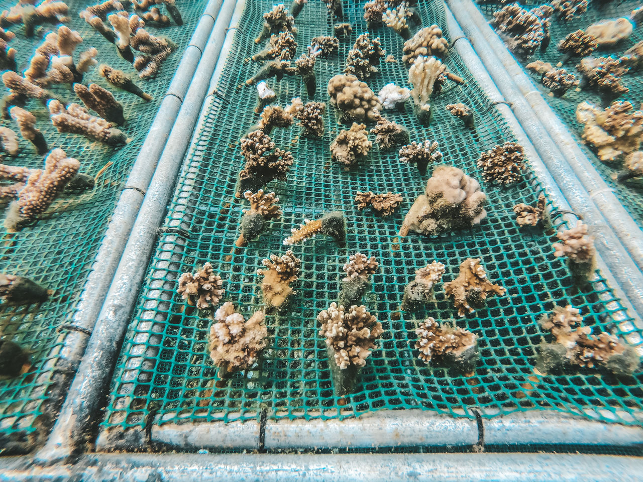 High angle view of an corals being planted in coral garden