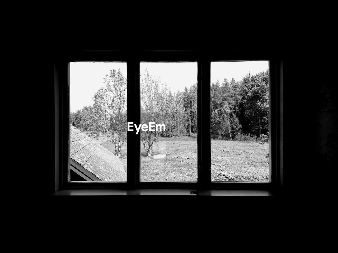 TREE SEEN THROUGH WINDOW