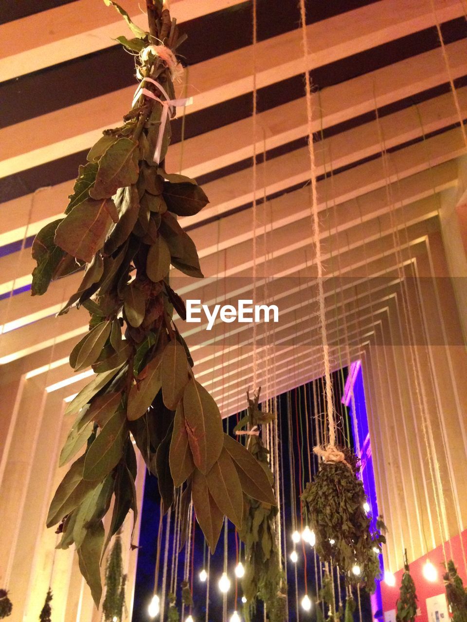 Low angle view of leaf decorations hanging from ceiling at night