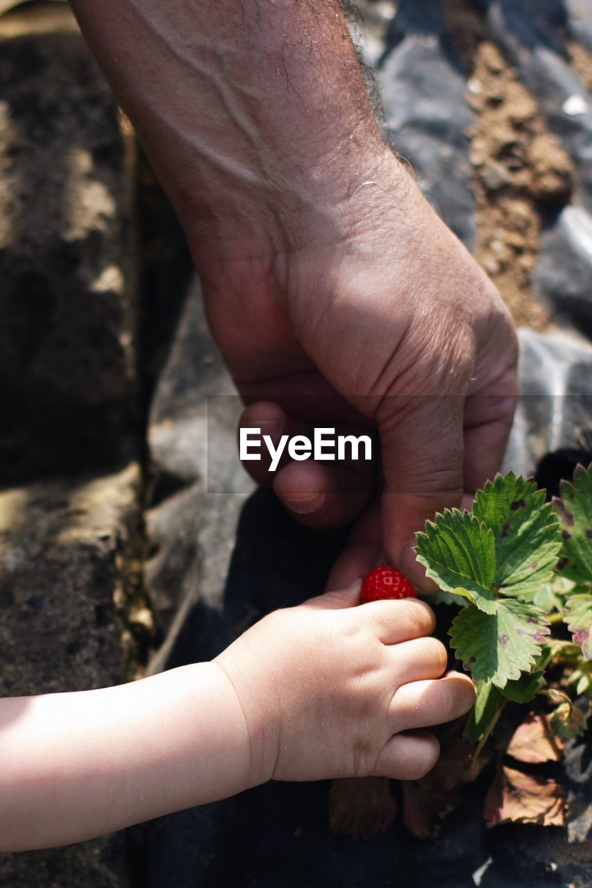 Close-up of hands picking strawberry on field