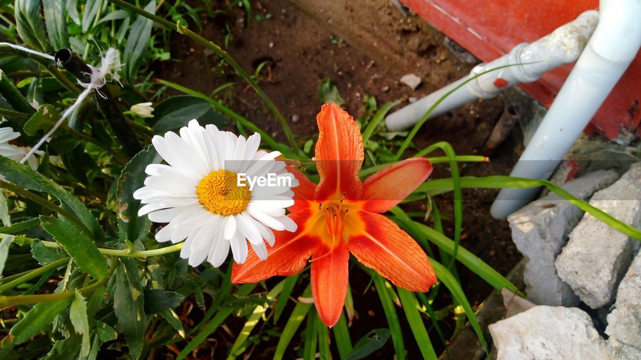 HIGH ANGLE VIEW OF WHITE FLOWER