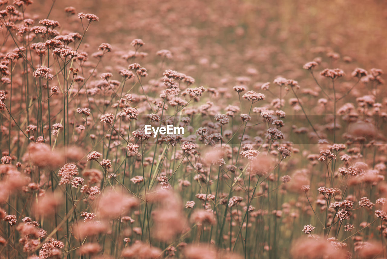 Close-up of flowers in a field