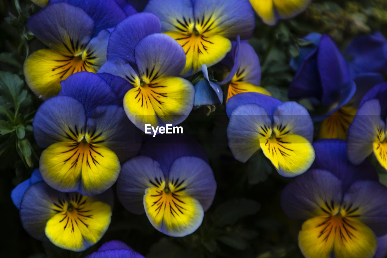 flower, flowering plant, freshness, plant, pansy, beauty in nature, yellow, close-up, purple, fragility, nature, flower head, growth, inflorescence, petal, blue, macro photography, no people, outdoors, multi colored, botany, springtime, wildflower, vibrant color
