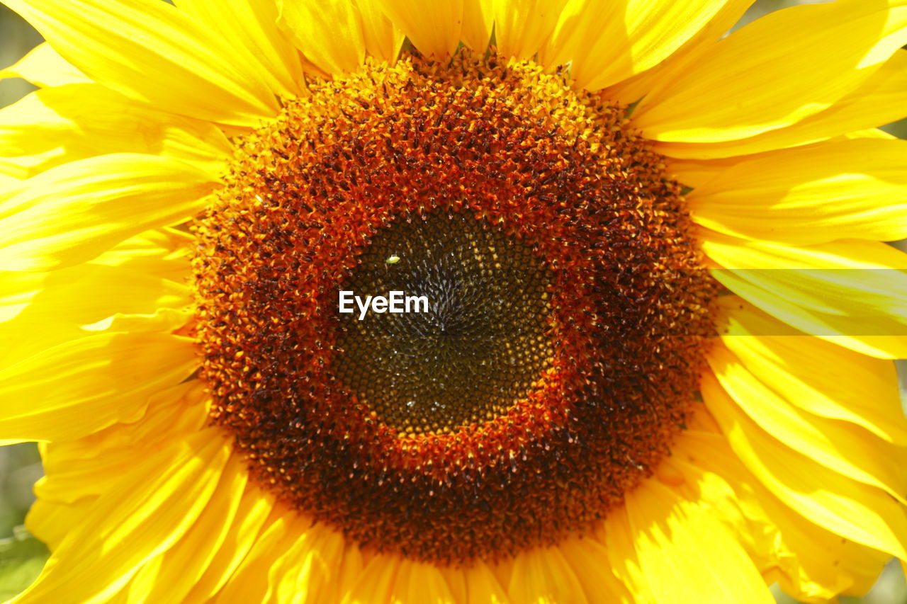 CLOSE-UP OF SUNFLOWER BLOOMING