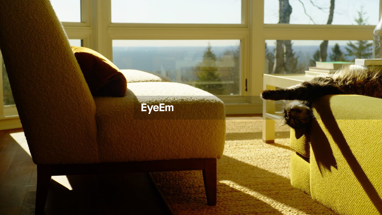 VIEW OF AN ANIMAL SITTING ON CHAIR