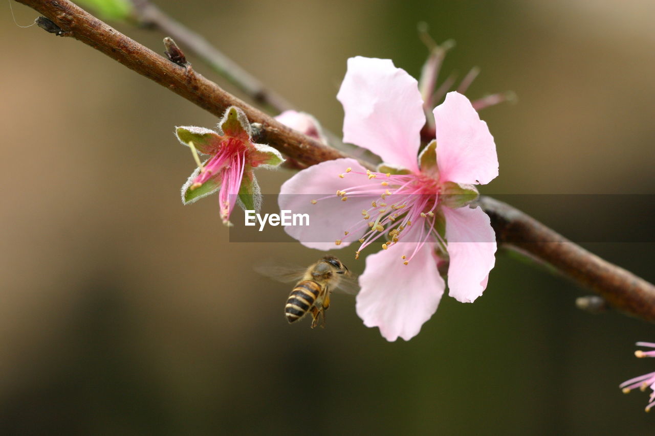 Close-up of bee on pink flower