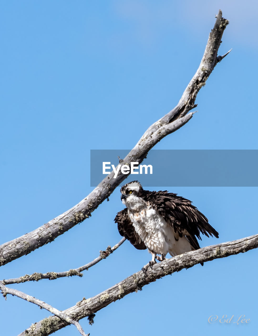 Low angle view of osprey perching on branch against sky