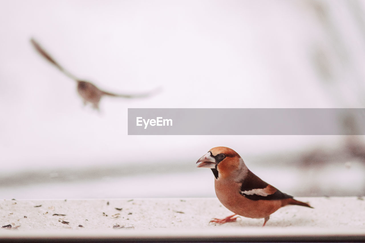 CLOSE-UP OF BIRD PERCHING ON A SNOW