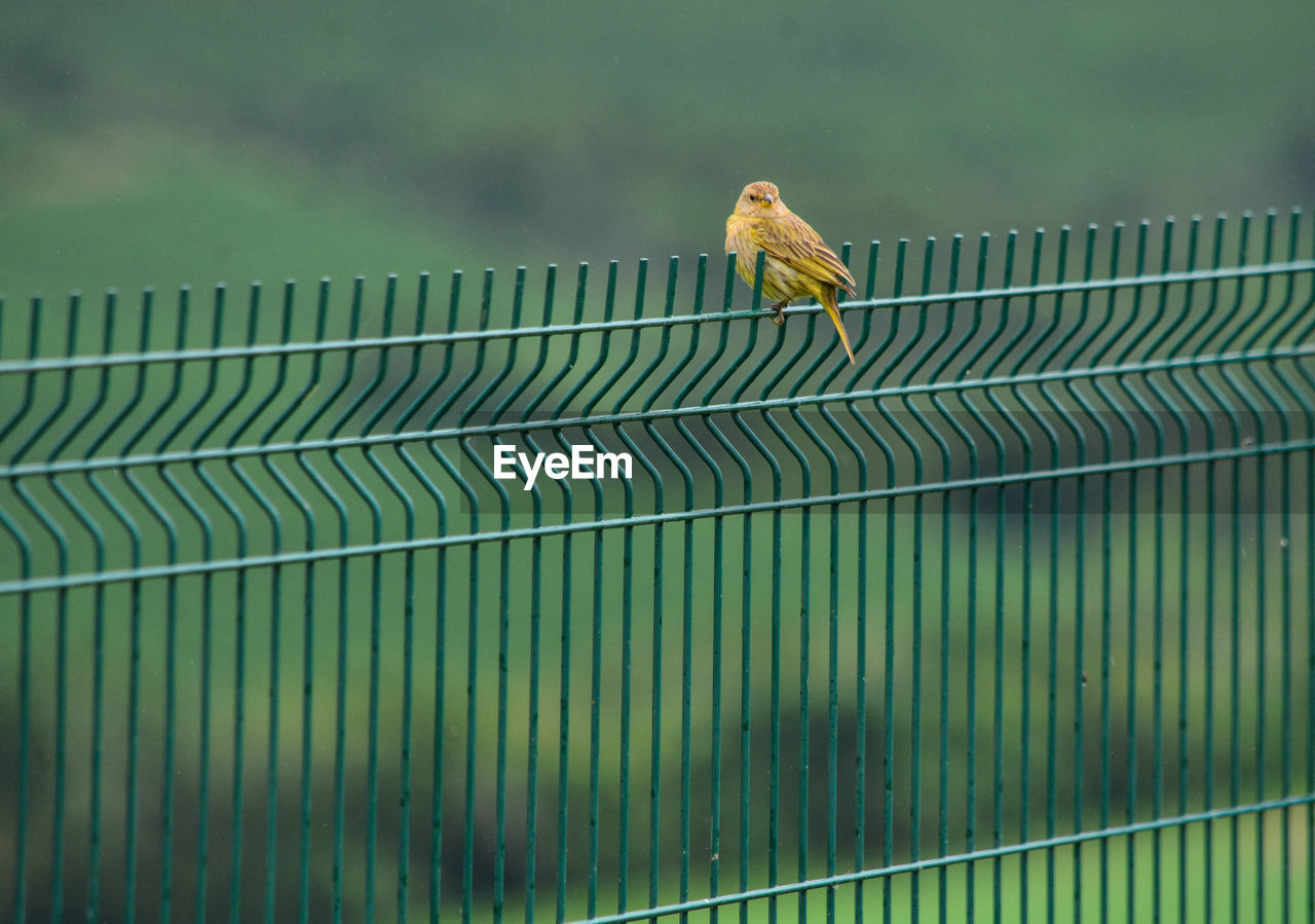 BIRD PERCHING ON RAILING AGAINST BLURRED BACKGROUND