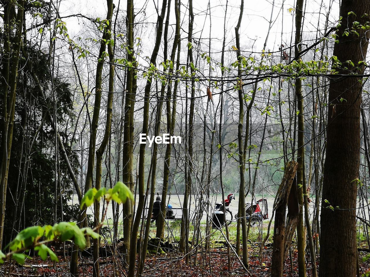 PLANTS GROWING IN FOREST