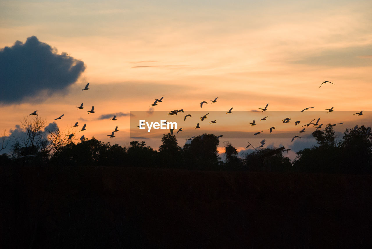 Birds flying over silhouette trees against sky during sunset