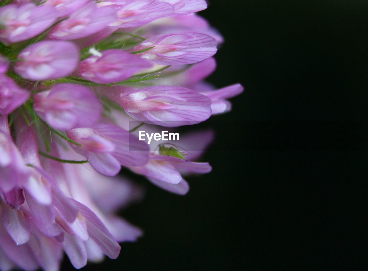 Close-up of pink flowers